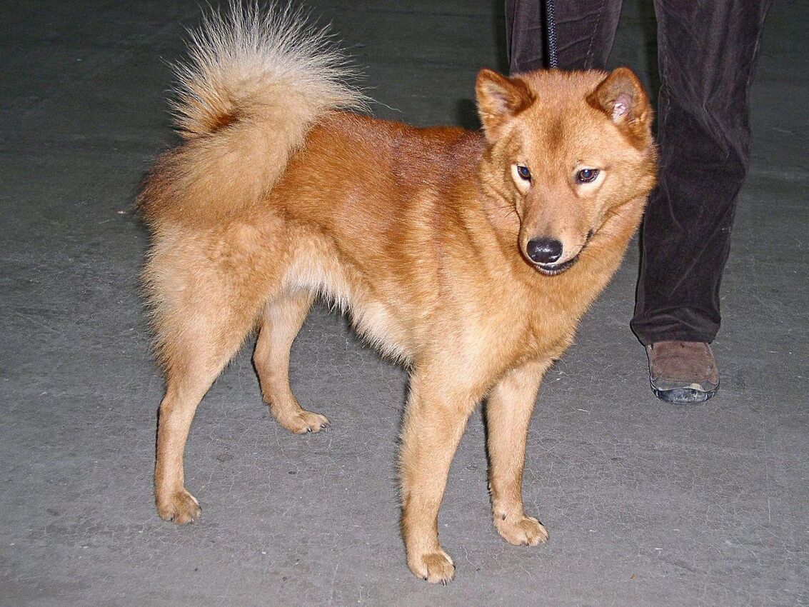 #37. Finnish spitz (tie)